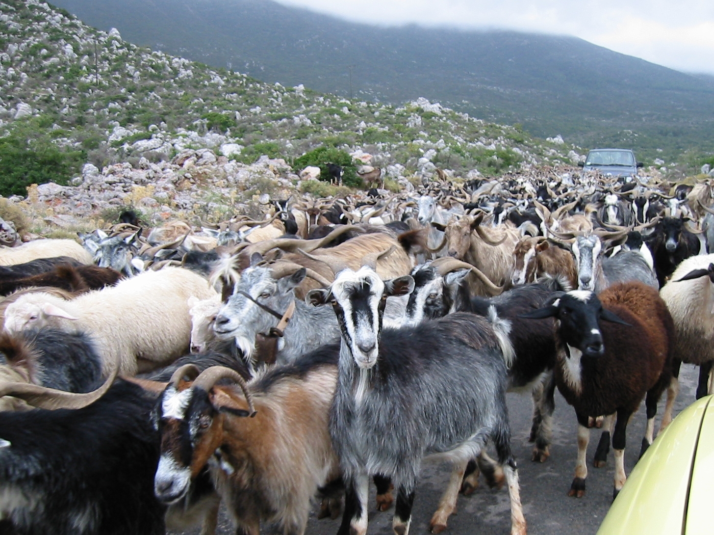 herd of goats